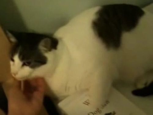 猫のお鼻をタッチすると照明が光る01