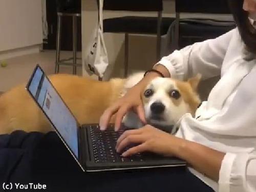 犬 かまって 仕事ができなくなるアピール 動画 らばq