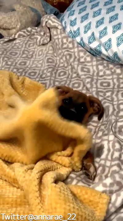 自分で毛布を掛けられるワンコ04