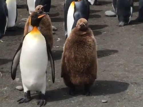 ペンギンの親子02