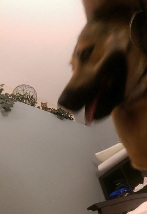 わが家に子犬が来たときの猫の表情05