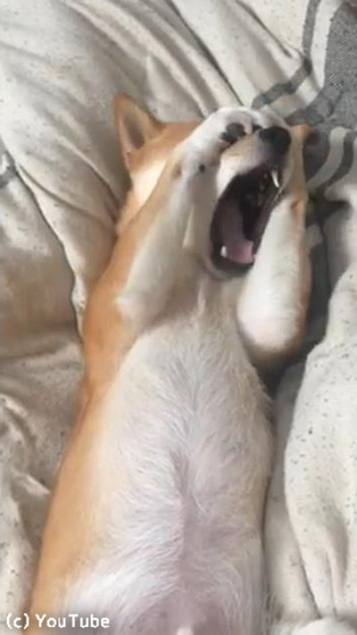 まだ眠いの 寝起きの柴犬がかわいい 動画 らばq