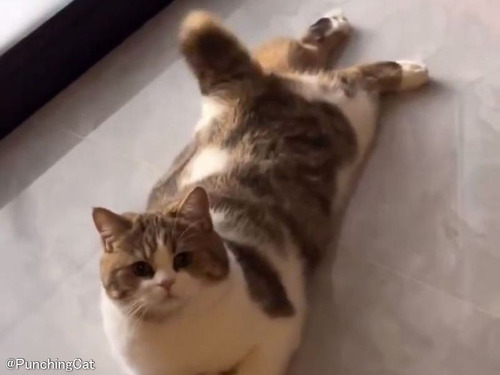 犬のように「しっぽ」フリフリして喜ぶ猫