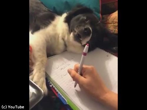 犬「宿題なんてやめちゃおうよ」00