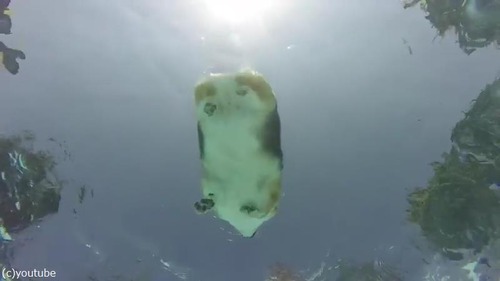 ���������αˤ�����椫�餸�ä���ѻ�01