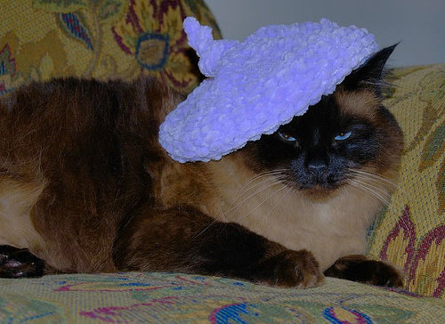 もう子猫じゃない07