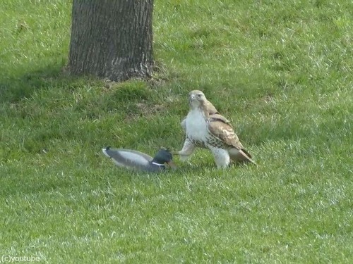 �ǥ�������01