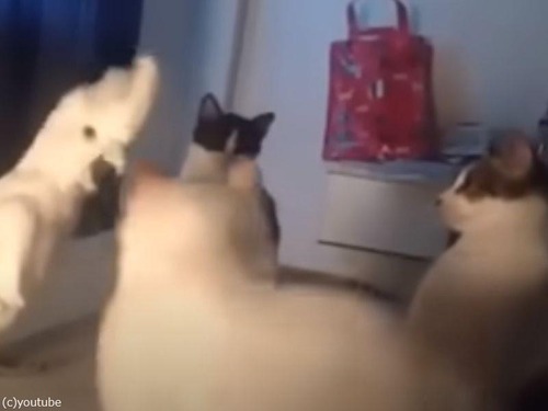 オウムが「ワンワン」吠えて犬を起こそうとする（動画）