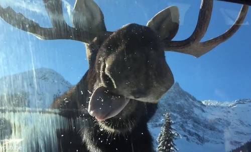 車をなめるヘラジカ02