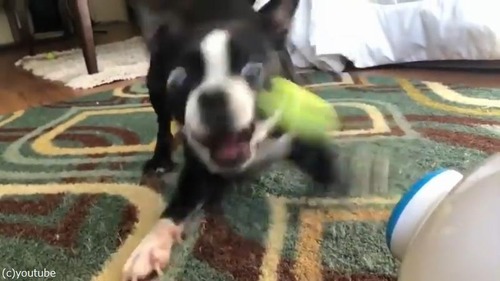 ��ư�ܡ����ꤲ�ޥ��󤬳ڤ����ƻ������ʤ����03