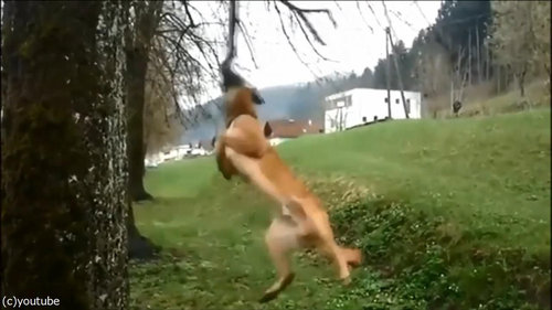 犬のダイナミックなひとり遊び07