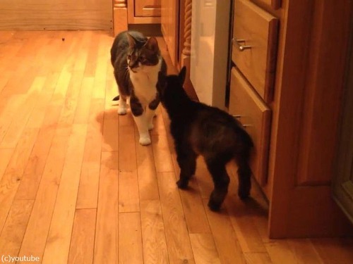遊んでほしい赤ちゃんヤギが 猫に頭突きを仕掛けたら 動画 らばq 遊んでほしい赤ちゃんヤギが 猫に頭突きを仕掛けたら 動画 らばq