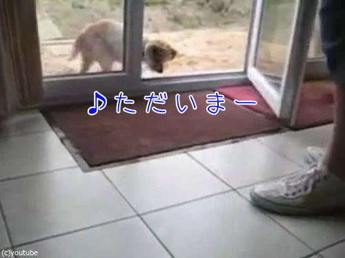 肉球をキレイキレイする犬00