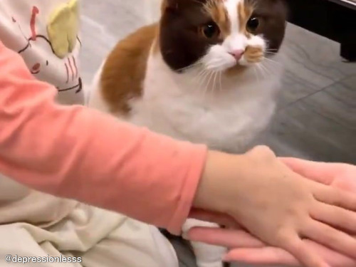 家族の一員に加わりたい猫が…健気な行動をとる