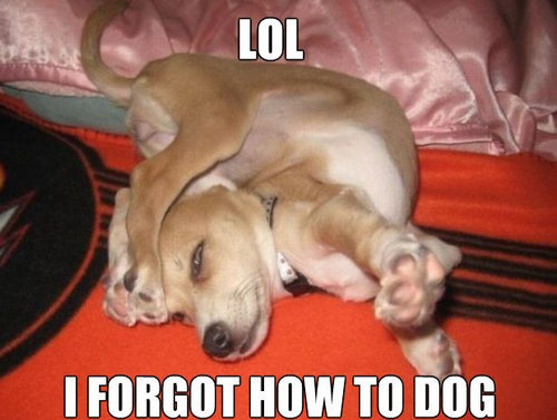 犬っぽくない犬09