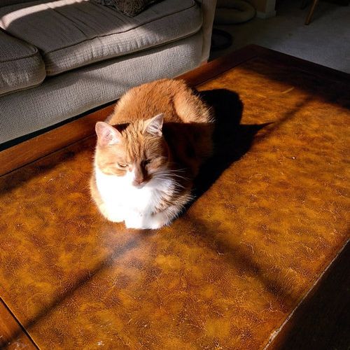 猫の「香箱座り」をパンの塊という理由11