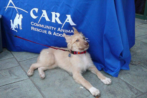 子犬を拾った28