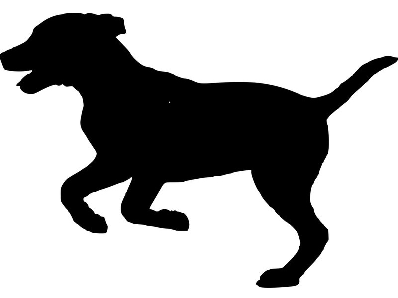 どうやら犬のしつけグッズは ちっとも役に立たなかったようだ 飼い主の頭を悩ます結果 らばq どうやら犬のしつけグッズは ちっとも役に立たなかったようだ 飼い主の頭を悩ます結果 らばq