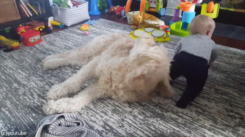 もふもふの犬をベッドにしようとする赤ちゃん06