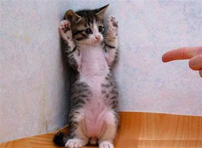 猫、手を上げろ