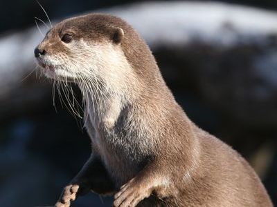 カワウソ「ねえねえ、私の赤ちゃん見て！」00