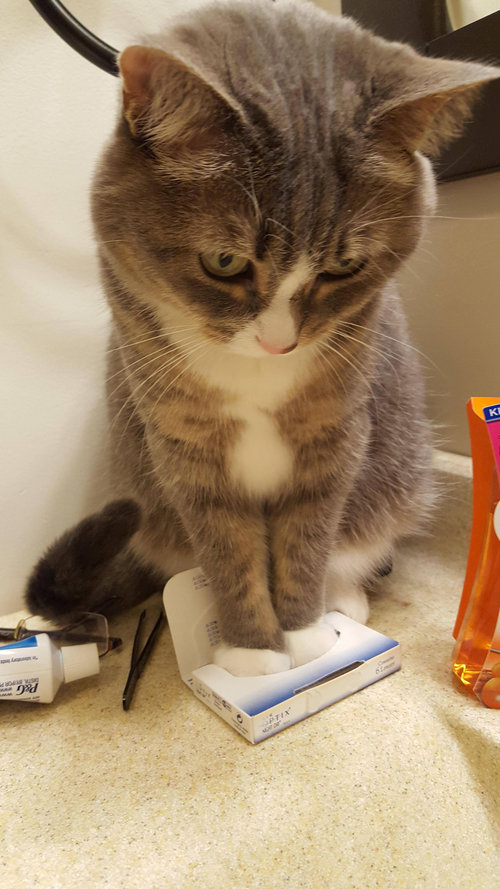 猫「フィットしないけど座ってみる」01