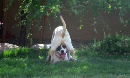 隠れるのが下手な犬たち15