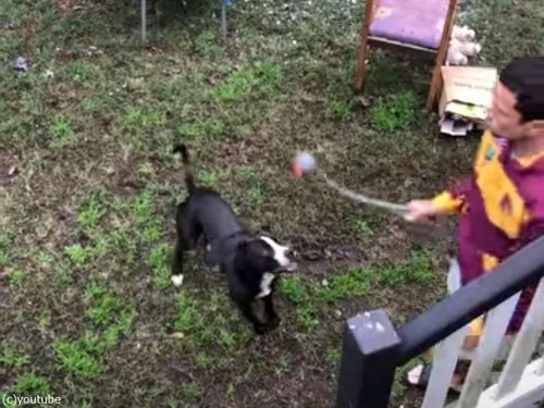 隣家の犬とボール拾いを協力プレー