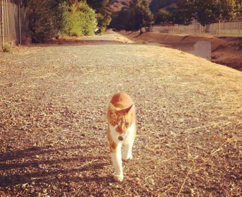 毎日高校に通う猫06