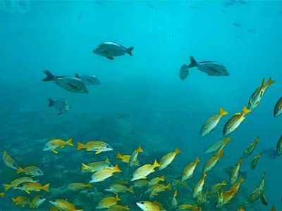 ペダルで漕ぐ潜水艦00