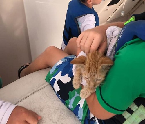 メキシコ湾で溺れていた子猫を救出02