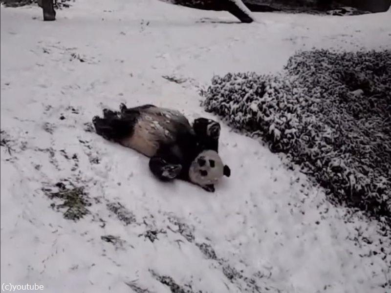 超絶かわいい パンダが雪の坂道をあお向け 頭からスライディング 動画 らばq