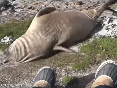 �����Υ��������饷��­�Τˤ����򤫤�������05