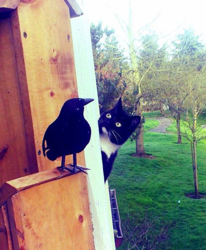 なぜ猫はえらいのか04