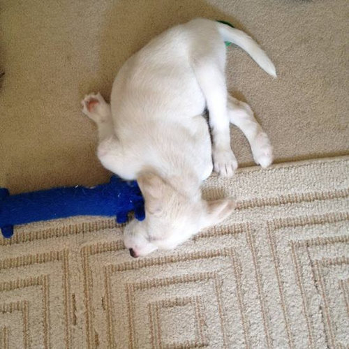 犬っぽくない犬12