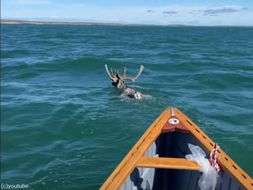 トナカイがスイスイと泳いでた