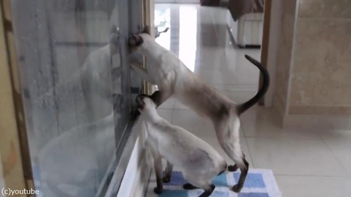 ����ͤΥ����������ǭ�ϡ�01