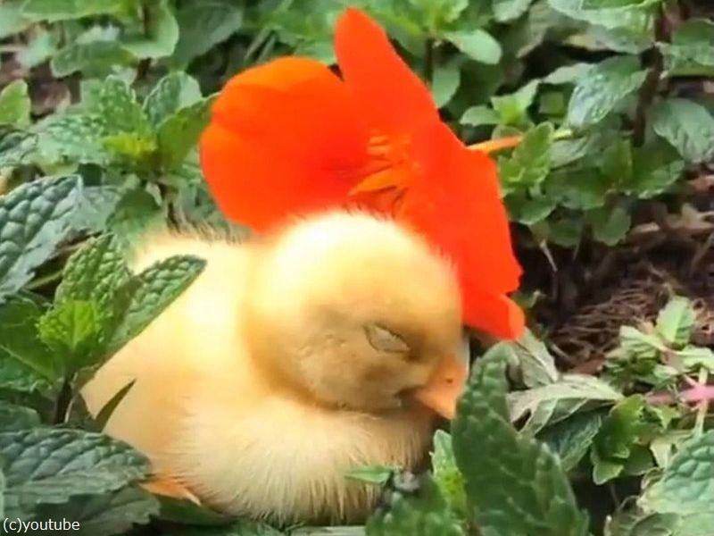 悲しいときは 花びらの帽子をかぶったアヒルの赤ちゃんを見よう 動画 らばq