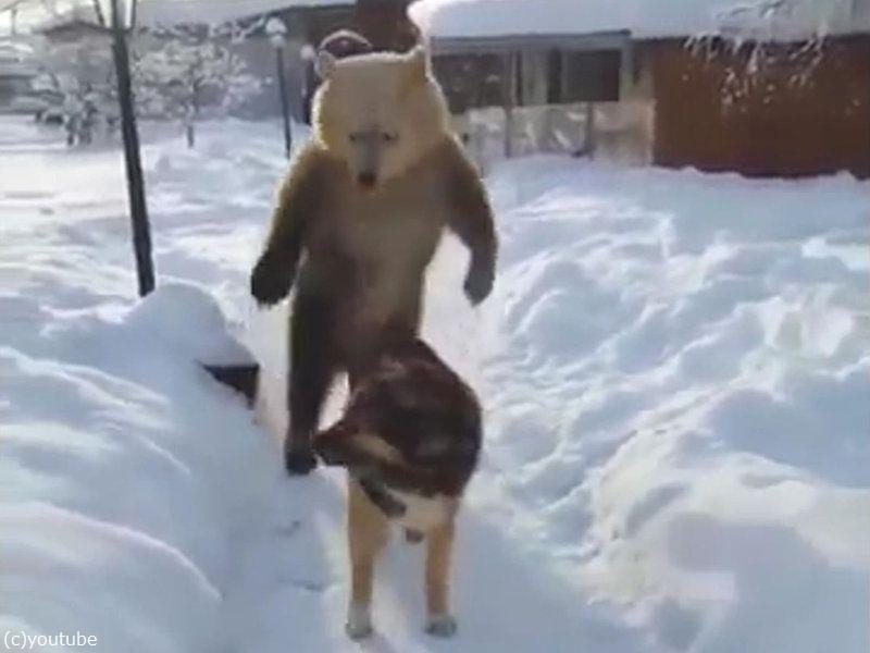 クマ がおークマだぞぉー 犬 知ったこっちゃねー 動画 らばq