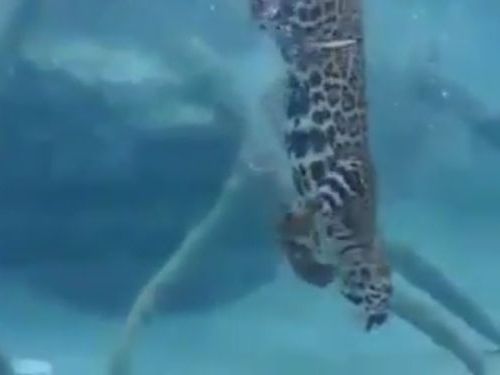 ジャガーの泳ぎ01