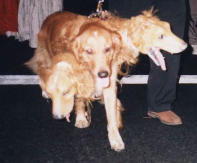 地獄の番犬ケルベロスらしき写真が らばq