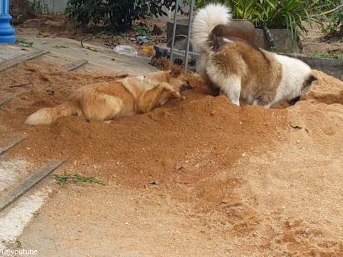 土をかぶり続ける犬05