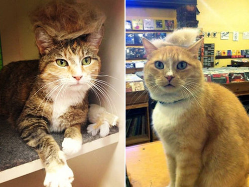 ブラッシングした猫の抜け毛をかつらに05