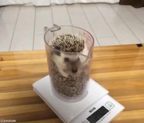 ハリネズミの体重05