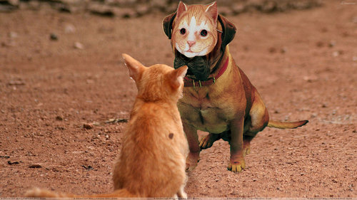 犬に猫マスク13