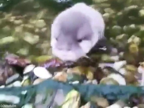 赤ちゃんカワウソと水04