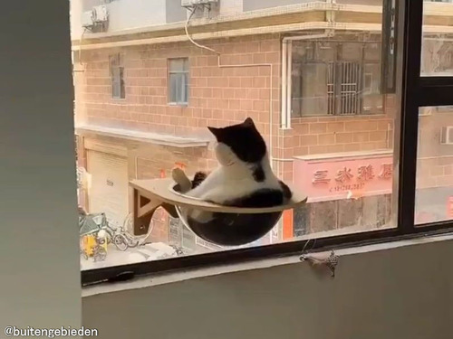 窓にネコ用イスを取り付けると…猫が王様に見えるとき