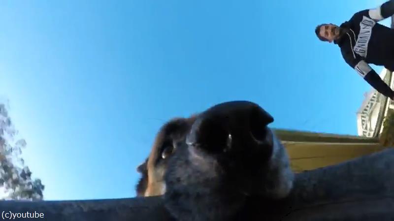 顔のドアップ Goproをつかんで離さないシェパードがかわいい 動画 らばq