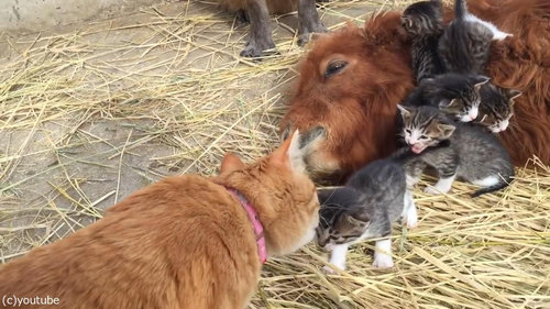 ミニチュアホースに甘える子猫たち05