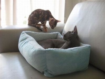 猫の場所取り04